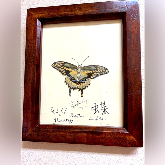 Real Butterfly - Picture 2 of 3